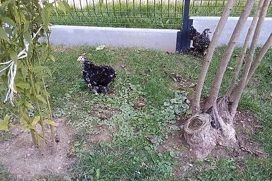 Sprzedam drób ozdobny kochiny miniaturowe i karzełki łapciate, Podkarpackie, Łańcut