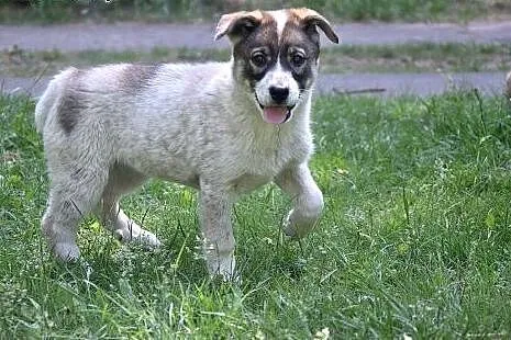 Holly, cudna, fantastyczna ok 3 miesieczna sunia czeka na domek. ,  mazowieckie Warszawa