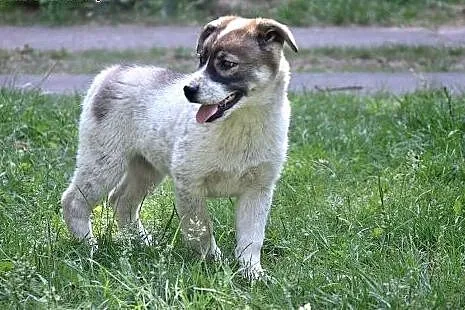 Holly, cudna, fantastyczna ok 3 miesieczna sunia c