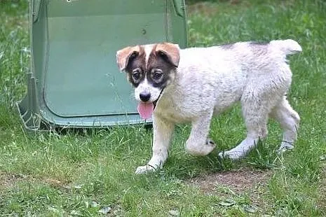 Holly, cudna, fantastyczna ok 3 miesieczna sunia c