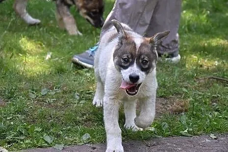 Holly, cudna, fantastyczna ok 3 miesieczna sunia c