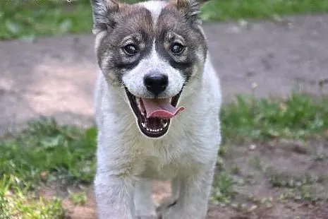 Holly, cudna, fantastyczna ok 3 miesieczna sunia c