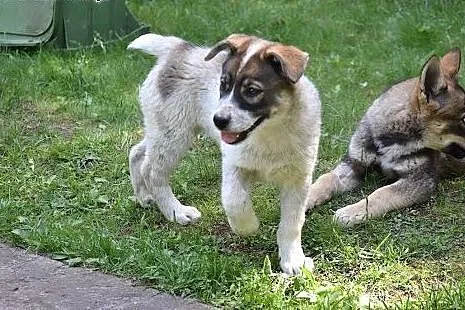 Holly, cudna, fantastyczna ok 3 miesieczna sunia c