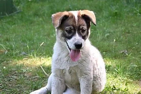 Holly, cudna, fantastyczna ok 3 miesieczna sunia c