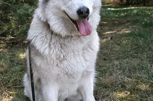 Juki łagodna, przyjacielska suczka alaskan malamut