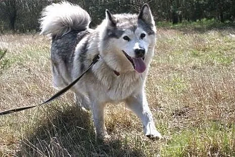 Juki łagodna, przyjacielska suczka alaskan malamut