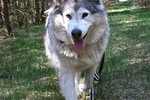 Juki łagodna, przyjacielska suczka alaskan malamut