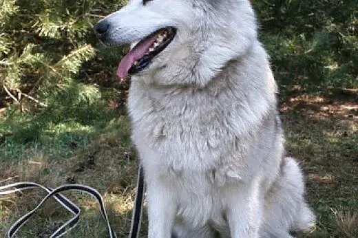 Juki łagodna, przyjacielska suczka alaskan malamut