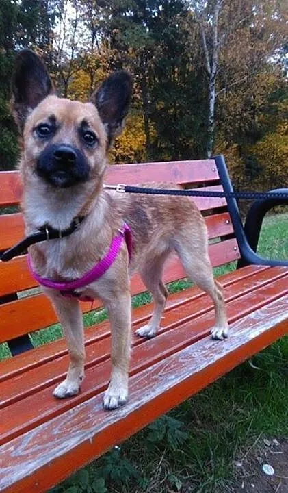 Tola szuka domu!, dolnośląskie Jelenia Góra