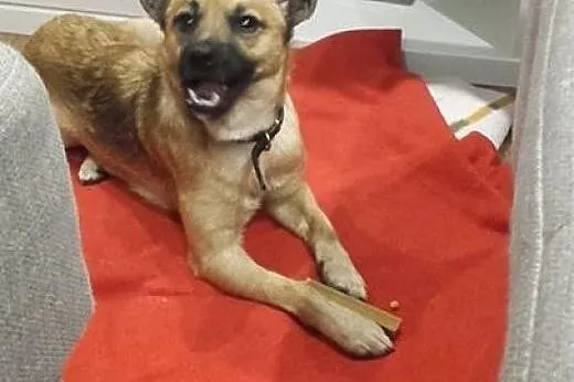 Tola szuka domu!,  dolnośląskie Jelenia Góra