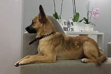 Tola szuka domu!,  dolnośląskie Jelenia Góra
