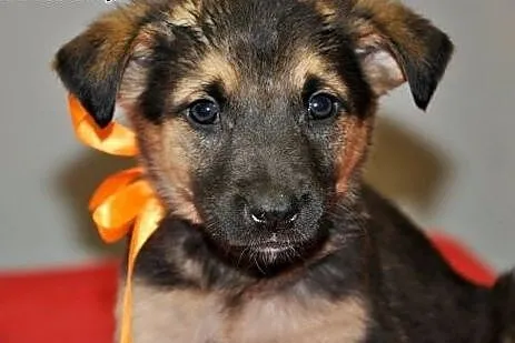 Konstancja - 2 mies. sunia do adopcji!, mazowieckie Warszawa