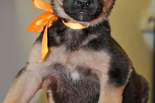 Konstancja - 2 mies. sunia do adopcji!,  mazowieck