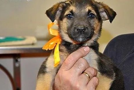 Konstancja - 2 mies. sunia do adopcji!,  mazowieck
