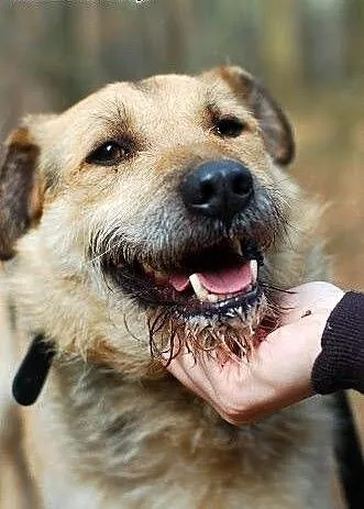 Maksio ma wspaniały charakter, bardzo kocha ludzi