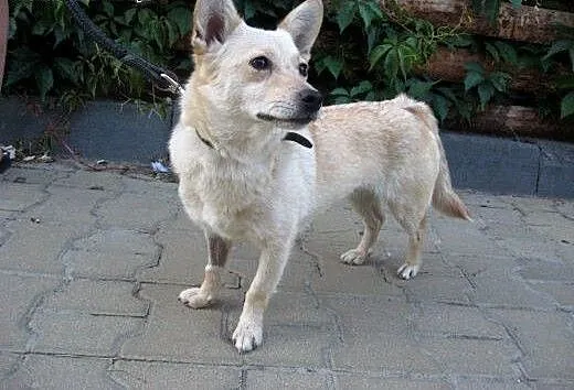 FIONA-malutka,1-2 lata,wysterylizowana,adopcja!!,