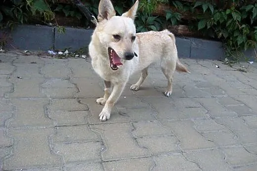 FIONA-malutka,1-2 lata,wysterylizowana,adopcja!!, 