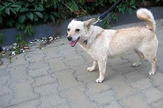 FIONA-malutka,1-2 lata,wysterylizowana,adopcja!!, 