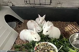 Sprzedam króliczki miniaturki