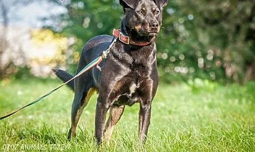 OTOZ Animals - Astra - cudowna suczka czeka na lep
