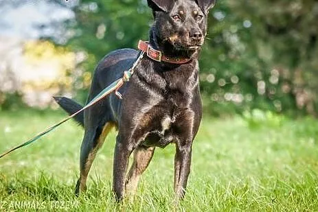 OTOZ Animals - Astra - cudowna suczka czeka na lep