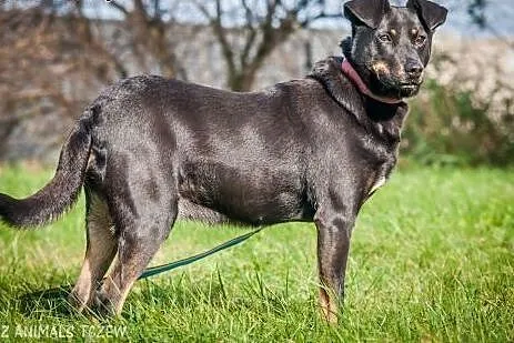 OTOZ Animals - Astra - cudowna suczka czeka na lep