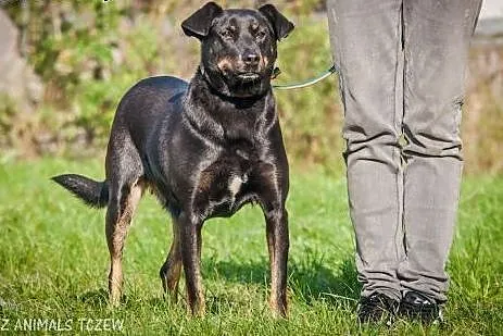 OTOZ Animals - Astra - cudowna suczka czeka na lep