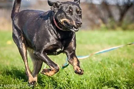 OTOZ Animals - Astra - cudowna suczka czeka na lep