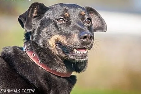 OTOZ Animals - Astra - cudowna suczka czeka na lep