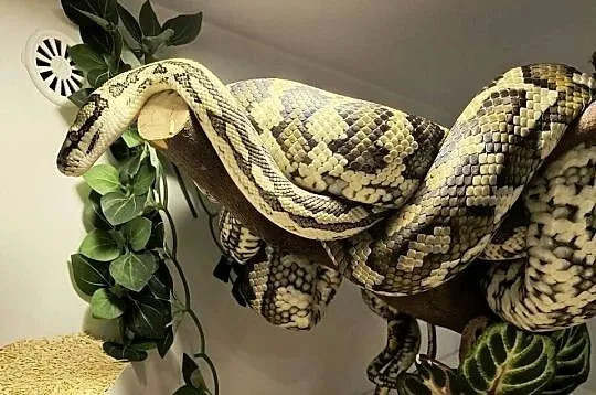 Pyton dywanowy morelia spilota