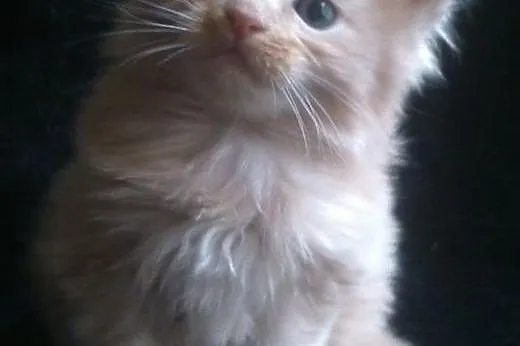 Cudny duży kocurek maine coon rodowód Felis Poloni