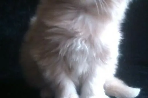 Cudny duży kocurek maine coon rodowód Felis Poloni
