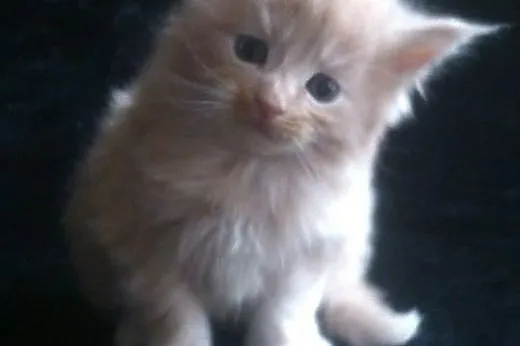 Cudny duży kocurek maine coon rodowód Felis Poloni