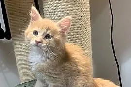 Kocur Maine Coon kremowo-biały