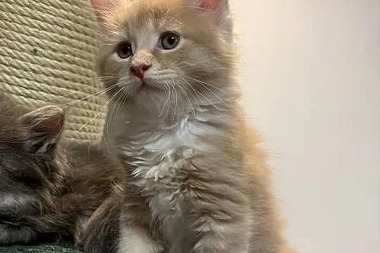 Kocur Maine Coon kremowo-biały, Mazowieckie, Warszawa