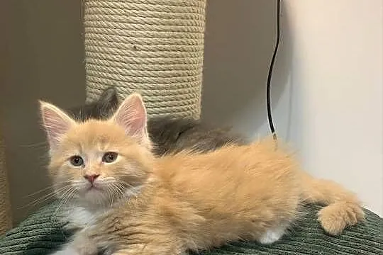 Kocur Maine Coon kremowo-biały, Mazowieckie, Warszawa