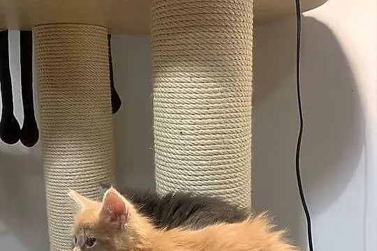 Kocur Maine Coon kremowo-biały, Mazowieckie, Warszawa