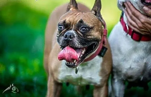 Urocza MARCHEWKA poleca się do adopcji, małopolsk