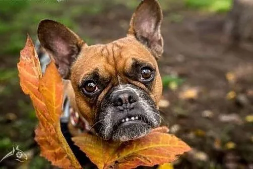 Urocza MARCHEWKA poleca się do adopcji,  małopolsk