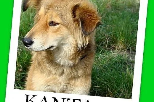 12 mies,średnia 16 kg,łagodna,spokojna,przyjazna suczka KANTA.Adopcja,  małopolskie Kraków