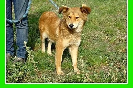 12 mies,średnia 16 kg,łagodna,spokojna,przyjazna s