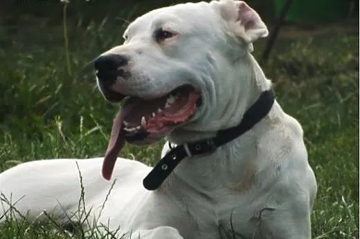 Drago - dog argentyński szuka odpowiedzialnych lud