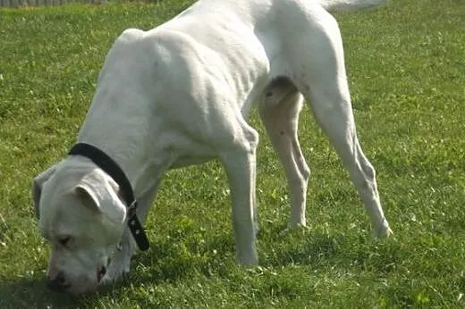 Drago - dog argentyński szuka odpowiedzialnych lud