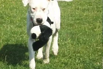 Drago - dog argentyński szuka odpowiedzialnych lud