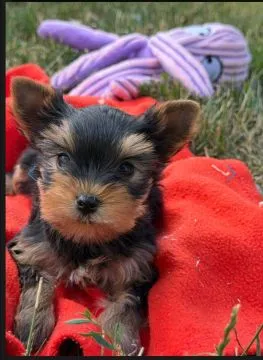 Szczenięta York Terrier do adopcji Prosimy o kontakt mailowy: {{amandinelisa01@gmail.com}}, , Wrocławice