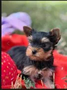 Szczenięta York Terrier do adopcji Prosimy o kontakt mailowy: {{amandinelisa01@gmail.com}}