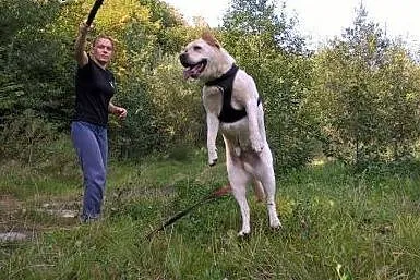 Kochany Luis d adopcji!!,  pomorskie Gdańsk