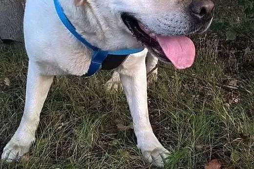 Kochany Luis d adopcji!!,  pomorskie Gdańsk