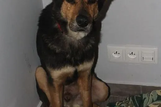 ABIS - dasz mu życie na bis?,  mazowieckie Warszaw