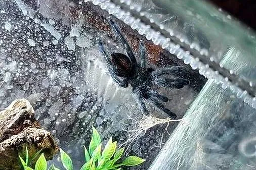 Coribena versicolor